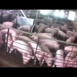 pig-farm-form-to-fridge